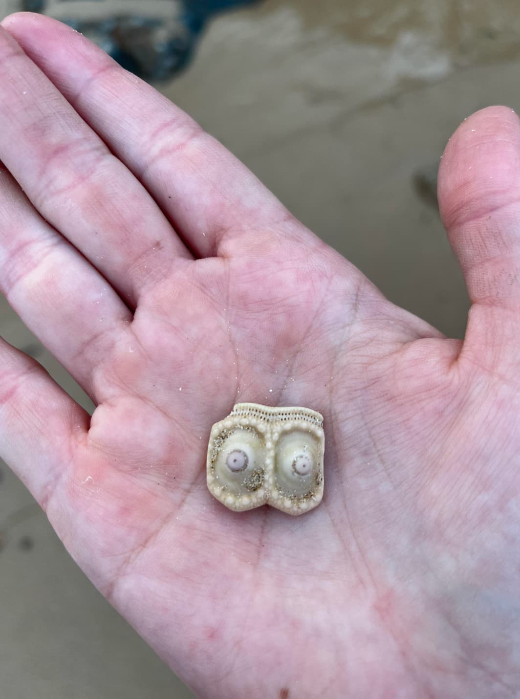 “I found a tiny bit of coral that looks like boobs.”